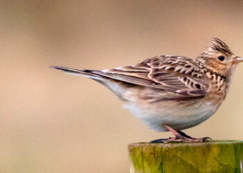 Lerchen auf dem Roste gebraten