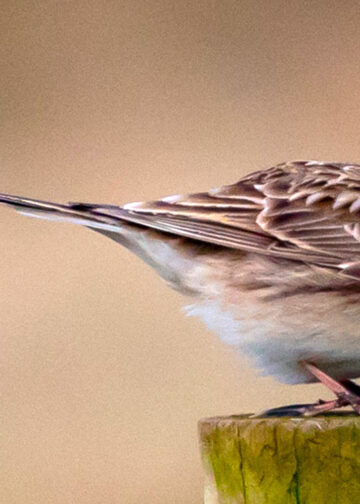 Lerchen auf dem Roste gebraten