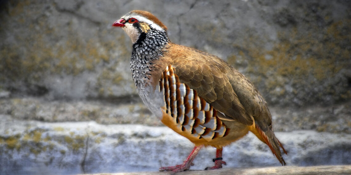 Rebhühner mit Austern gefüllt