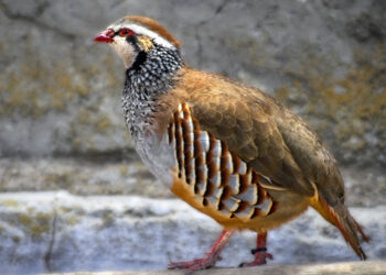 Rebhühner mit Austern gefüllt